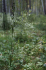 Delphinium crassifolium