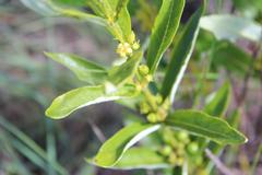 Fadogia homblei