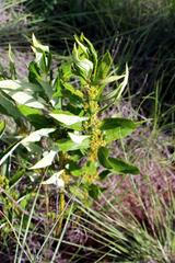 Fadogia homblei