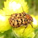 Tiger Fruit Chafer - Photo (c) Nicola van Berkel, some rights reserved (CC BY-SA), uploaded by Nicola van Berkel