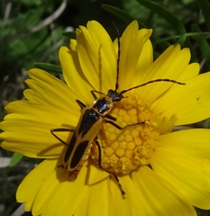 Chauliognathus scutellaris