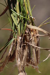 Geochloa rufa