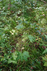 Delphinium crassifolium