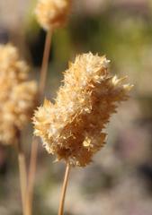 Geochloa rufa