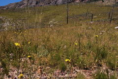 Geochloa rufa