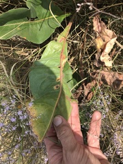 Limonium platyphyllum