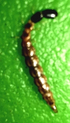 Raphidiinae