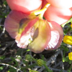 Osteospermum sinuatum sinuatum