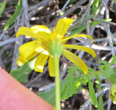 Osteospermum sinuatum sinuatum