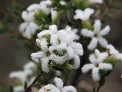 Leucopogon microphyllus microphyllus