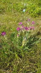 Oxytropis kusnetzovii