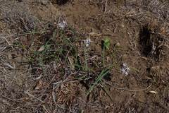 Asclepias stellifera