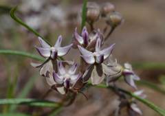 Asclepias stellifera