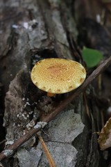 Pleuroflammula tuberculosa