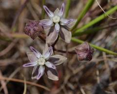 Asclepias stellifera