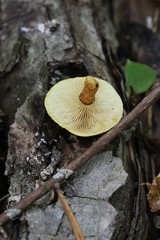 Pleuroflammula tuberculosa