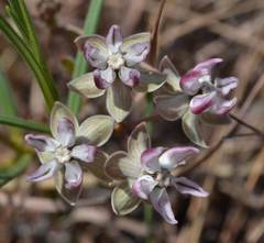 Asclepias stellifera