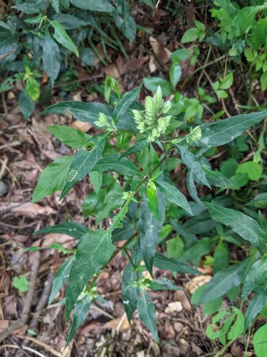 Lepidagathis formosensis iNat (1)