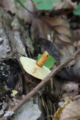 Pleuroflammula tuberculosa