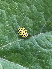 Psyllobora vigintiduopunctata