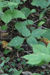 Phryma