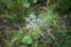 Ostericum tenuifolium