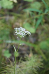 Ostericum tenuifolium
