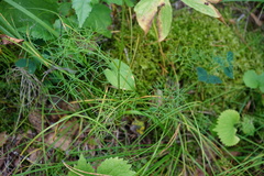 Ostericum tenuifolium
