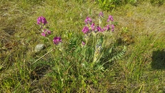 Oxytropis kusnetzovii