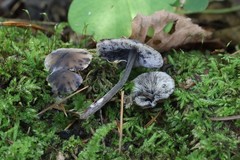 Hydropus atramentosus