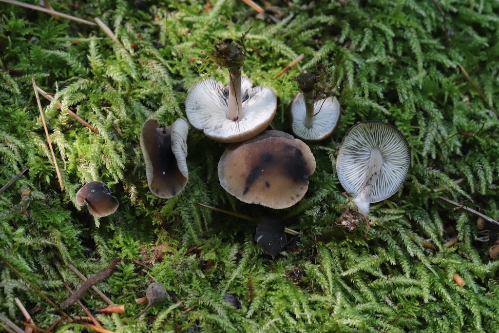 Hydropus atramentosus · August 2021 · photo: © ninacourlee (iNaturalist, cc-by)