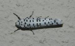 Yponomeuta strigillatus