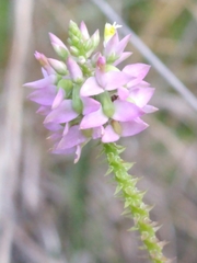Polygala brevifolia