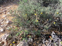 Crassothonna cacalioides