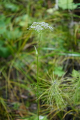 Ostericum tenuifolium