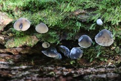 Hydropus atramentosus