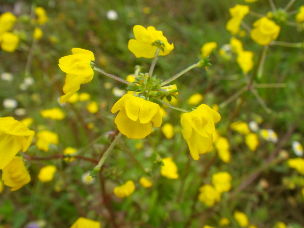 Yellowfaces