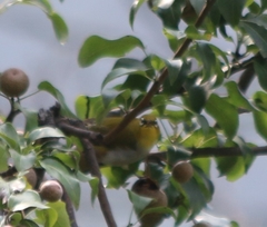 Zosterops palpebrosus