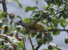 Zosterops palpebrosus