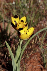 Harlequin evening flower · identification reference