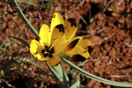 Hesperantha vaginata