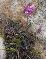 Indigofera declinata