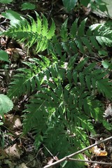 Dryopteris goeringiana, photograph (c) Nina Filippova, some rights reserved (CC BY)