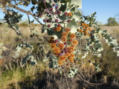Acacia inaequilatera
