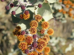 Acacia inaequilatera