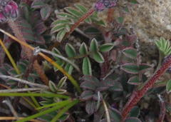 Indigofera declinata