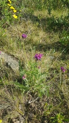 Oxytropis kusnetzovii