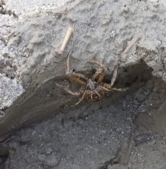 Lethocerus patruelis