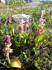 Lachenalia membranacea