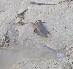 Lethocerus patruelis